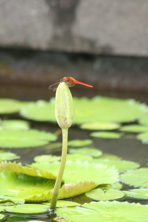 Nénuphar et libellule