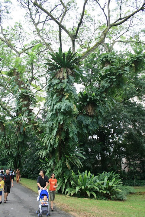 tronc d'arbre masqué