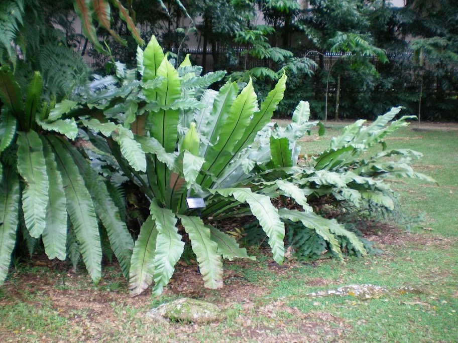 Bird's nest fern : plantes du tronc d'arbre