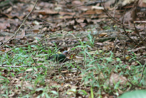 Pigeon Coloré au milieu