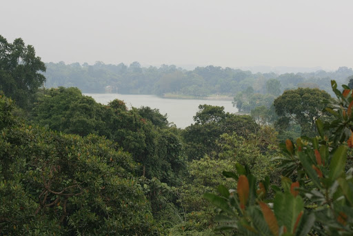 Un des réservoirs de la jungle