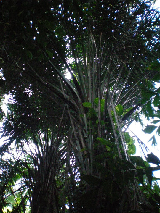 Même palmier en plus haut