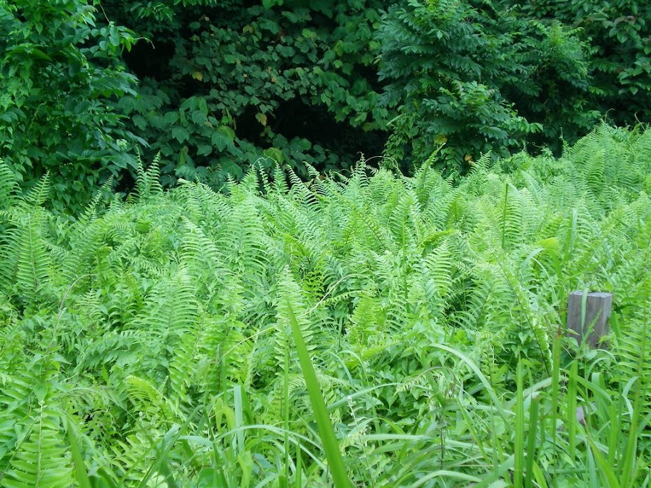 fougère