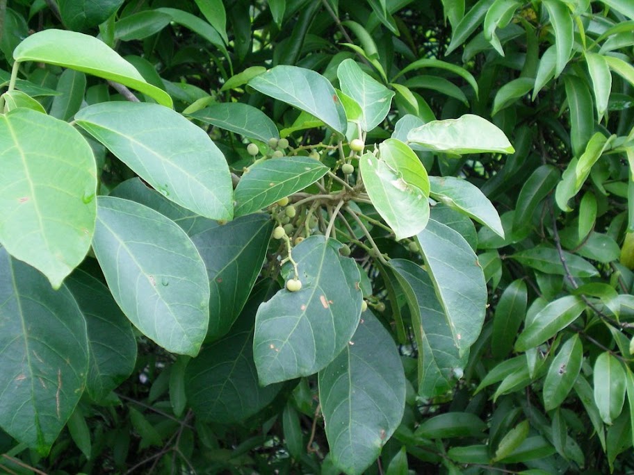 Fruits à la cîme des arbres