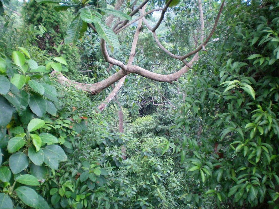 Arbres en pagaille du TTW