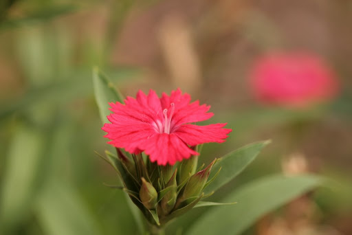 Fleur officielle de Singapour