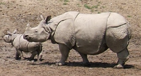 Rinoceronte indiano