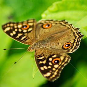 Butterfly - Lemon Pansy  by Sankar Singha - Animals Insects & Spiders