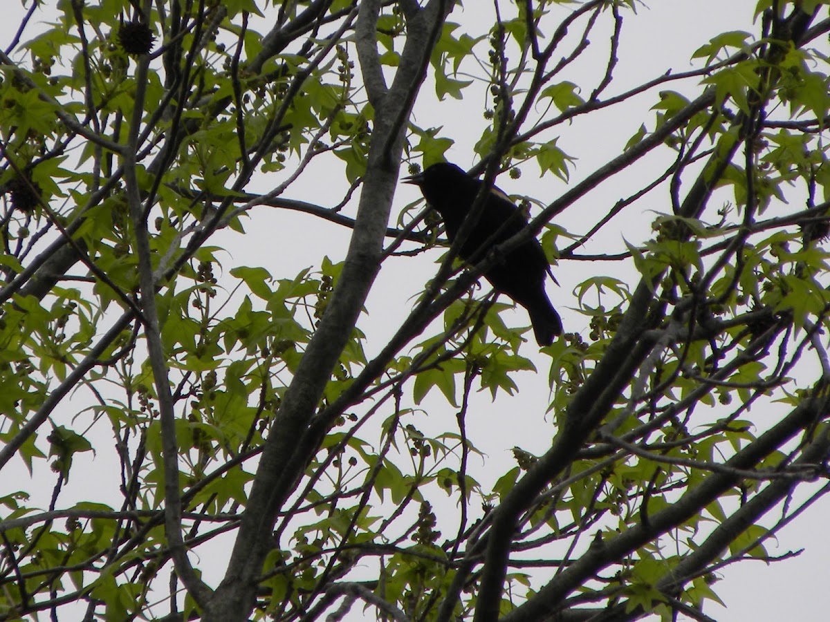 Red-winged Blackbird