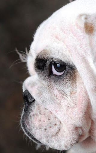 English Bulldog Wallpapers