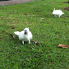 Sulphur Crested Cockatoo,