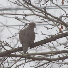 Mourning Dove