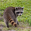 Raccoon (juvenile)