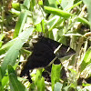 butterfly - long tailed skipper type