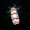 Tiger Moth, Female