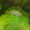 Fringed leaf frog