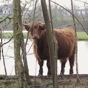 kyloe or Highland Cattle