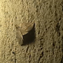 Forage Looper Moth