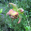 Pitcher Plant