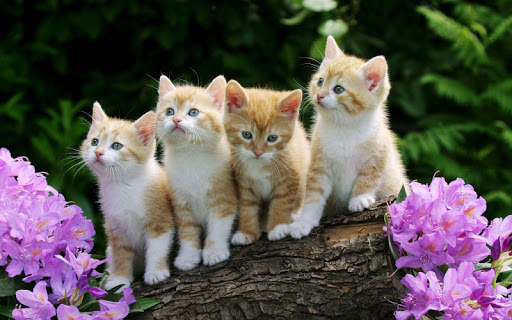 Cute Kitten Wallpaper