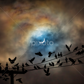 The Birds by Adrian O'Neill - Animals Birds