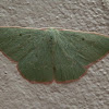 Emerald Moth - male