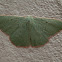 Emerald Moth - male