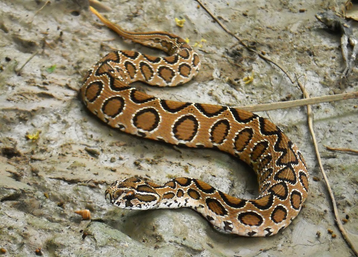 Russell's Viper