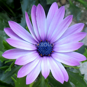 by Mariana Bešker - Flowers Single Flower