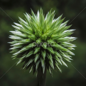 by Boris Romac - Nature Up Close Other plants