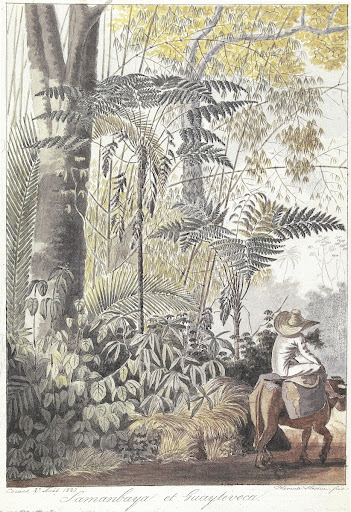 Hércules Florence — Google Arts & Culture