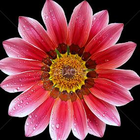 by Soumitra Haldar - Flowers Single Flower