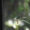 calliope hummingbird