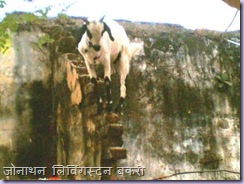 Goat on Slope 2