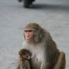 Rhesus macaque