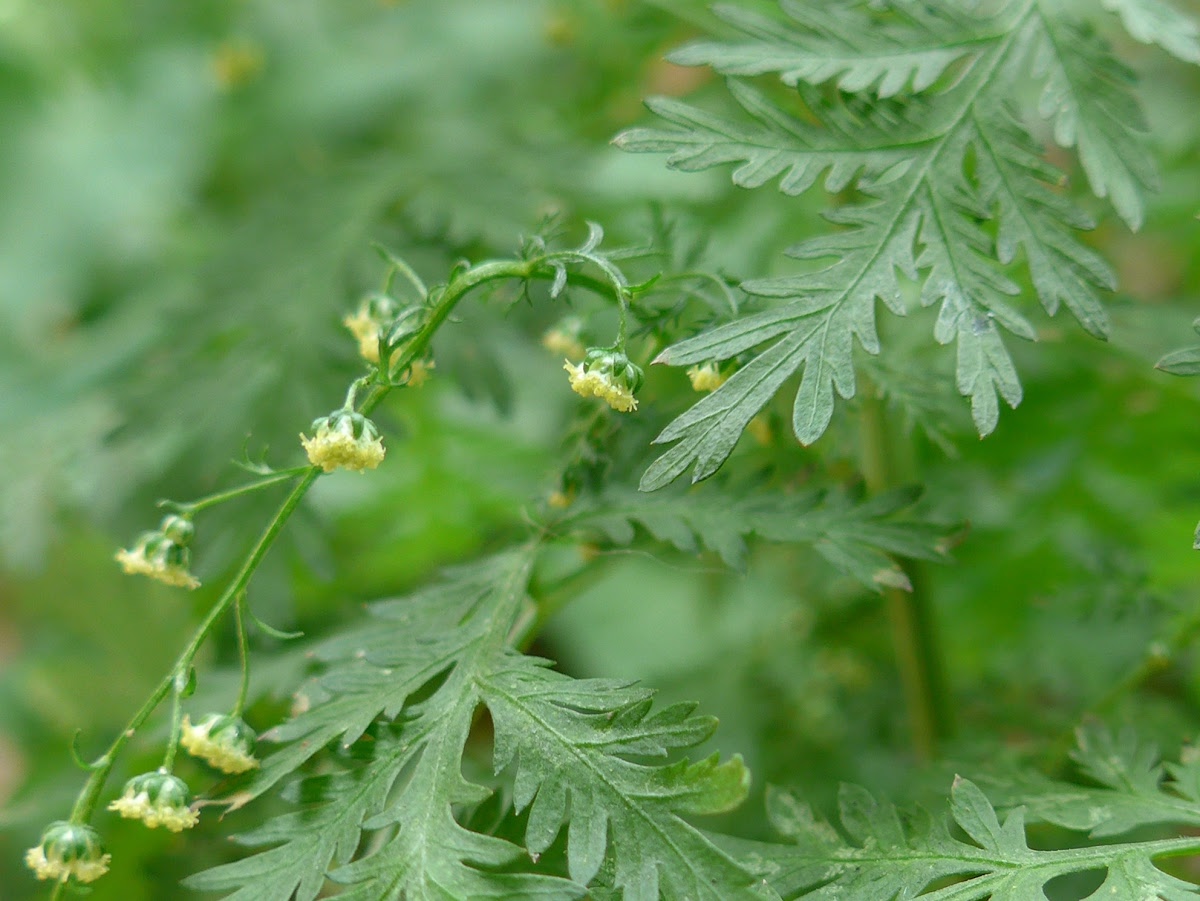 Artemisia Annua 青蒿sweet Wormwood Google Arts Culture