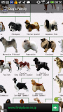 Dog Breeds