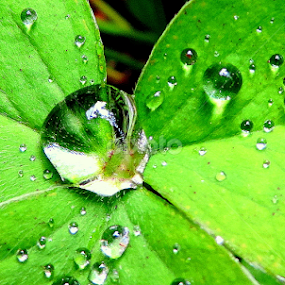 by Mariana Bešker - Nature Up Close Leaves & Grasses