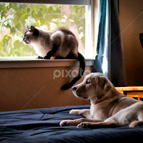 Best Friends by Howie George - Animals - Dogs Portraits
