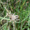 Community Web Spider