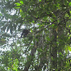 Palawan mangrove snake