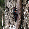 Eastern Lubber Grasshopper Nymph