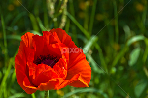 Symbolism by Pete Watson -  