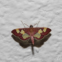 Distinguished Colymychus Moth