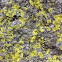 Dust lichen