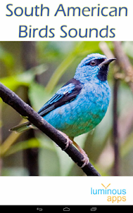 South American Birds Free(圖9)-速報App