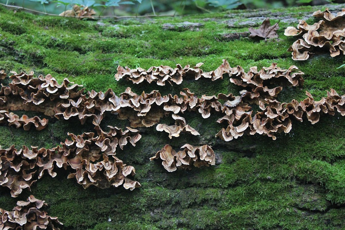 Turkey Tail mushroom