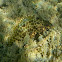 Honeycomb grouper