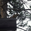 Pine squirrel