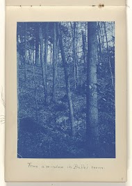 Uitzicht op een bos vanuit een vakantiewoning